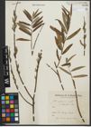 Foto von Salix purpurea L. x Salix viminalis L.
